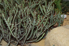 Euphorbia aeruginosa
