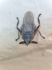 Pseudolynchia canariensis