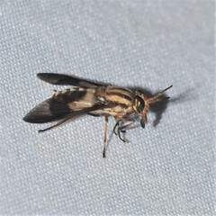 Chrysops
