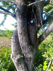 Crescentia alata