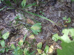 Maianthemum bifolium