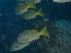 Lutjanus kasmira