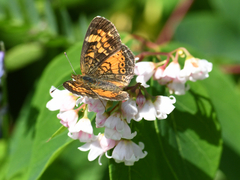Phyciodes cocyta