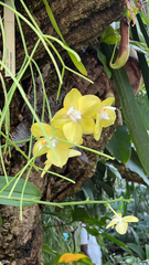 Vandoideae