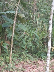 Hedychium coronarium