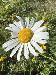 Leucanthemum maximum