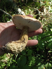 Tylopilus felleus