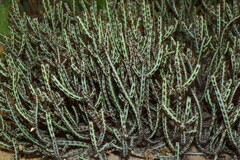 Euphorbia aeruginosa