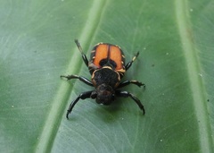 Clinterocera nigra