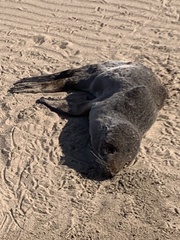 Arctocephalus australis