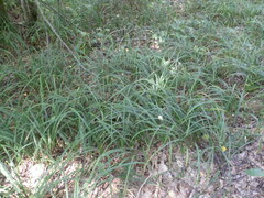 Carex pilosa