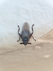 Pseudolynchia canariensis