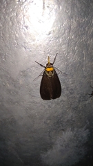 Macrobrochis staudingeri