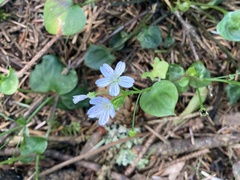 Claytonia