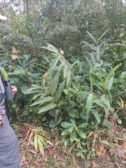 Hedychium coronarium