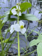 Sagittaria
