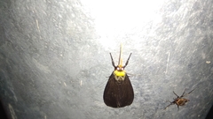 Macrobrochis staudingeri