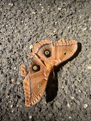Antheraea polyphemus