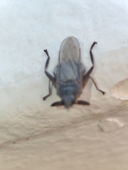 Pseudolynchia canariensis