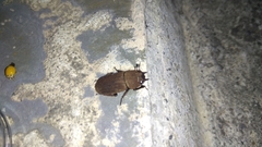 Velutinodorcus carinulatus