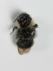 Bombus vagans
