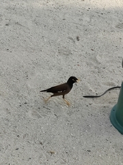 Acridotheres tristis