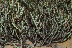 Euphorbia aeruginosa