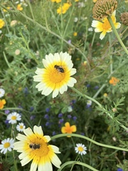 Eristalinus sepulchralis