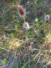 Dipsacus fullonum