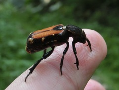 Clinterocera nigra