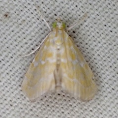 Glaphyria glaphyralis