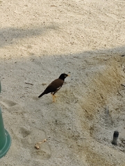 Acridotheres tristis