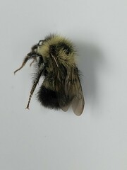 Bombus vagans
