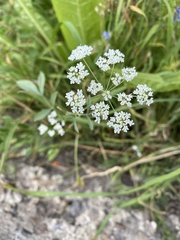 Sium latifolium