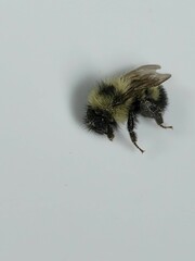 Bombus vagans