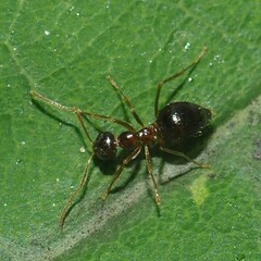 Prenolepis imparis