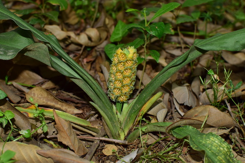 Rohdea delavayi