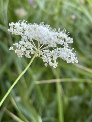 Perideridia gairdneri