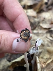 Monotropa uniflora