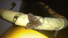 Hypersypnoides punctosa