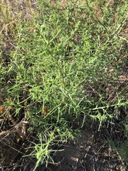 Salsola