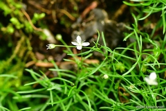 Moehringia muscosa
