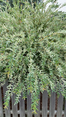 Lespedeza cuneata