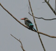 Halcyon senegalensis