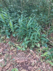 Hedychium coronarium