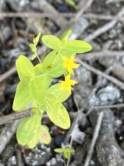 Hypericum mutilum