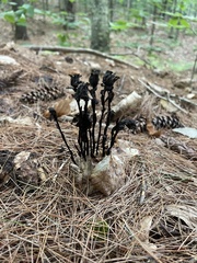 Monotropa uniflora