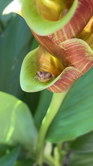 Osteopilus septentrionalis