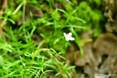 Moehringia muscosa