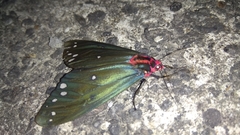 Taicallimorpha albipuncta